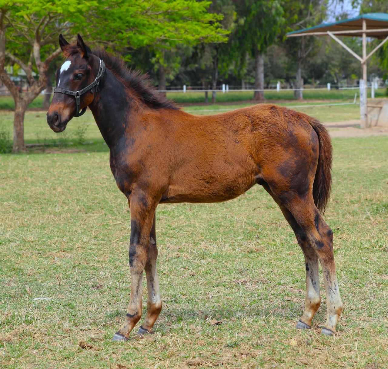 foto_caballo_863_31135451562.jpg