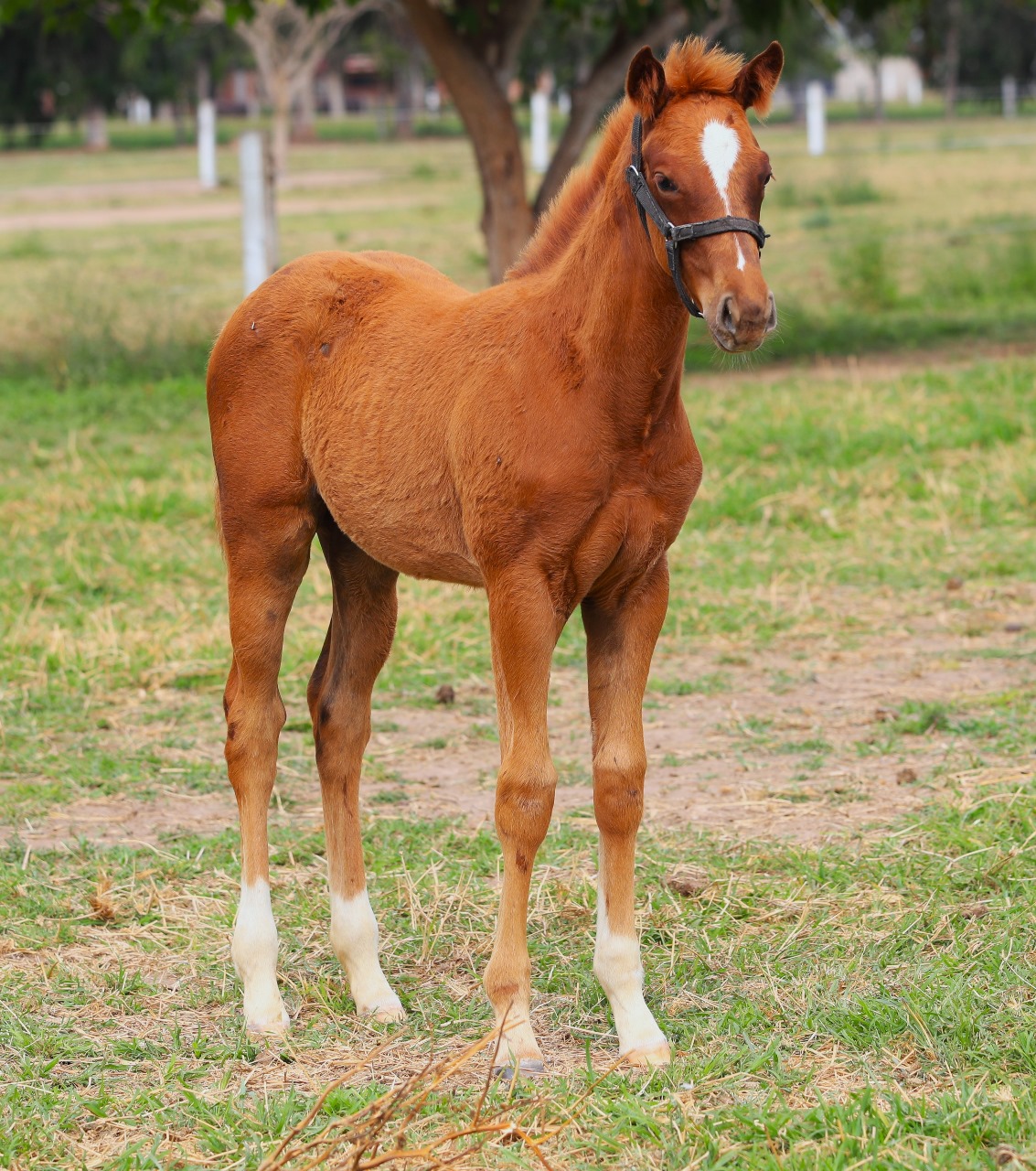 foto_caballo_878_54887610085.jpg