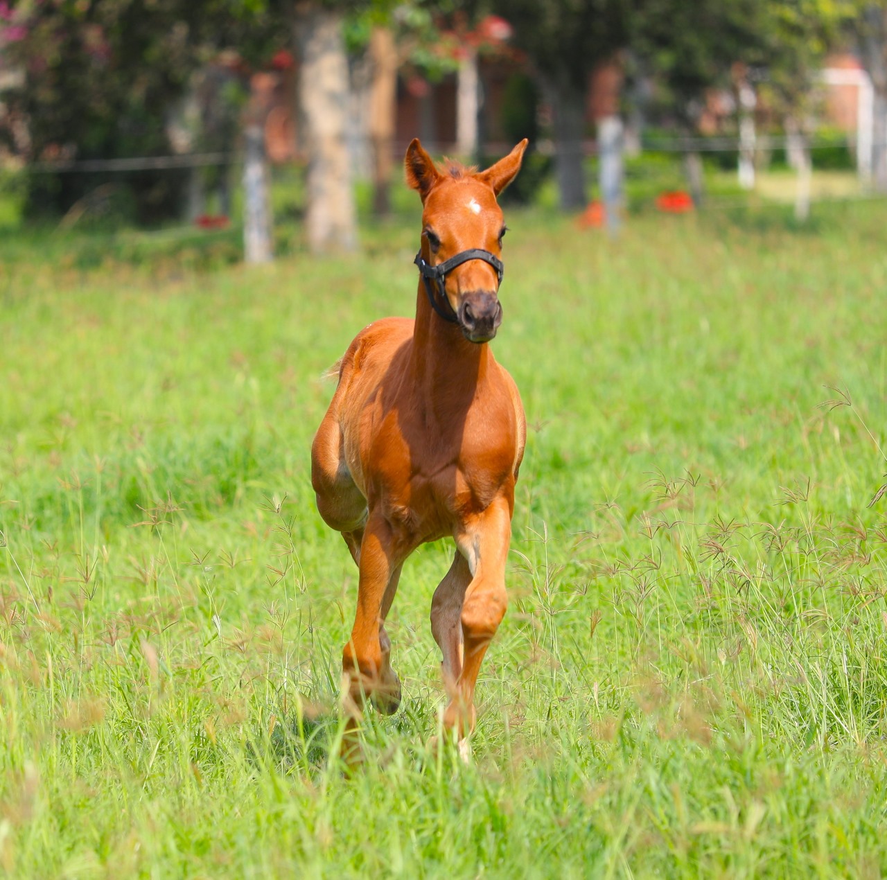 foto_caballo_911_29525062749.jpg